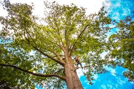 Seasonal Cleanup (Spring/Fall) in Willowbrook, IL